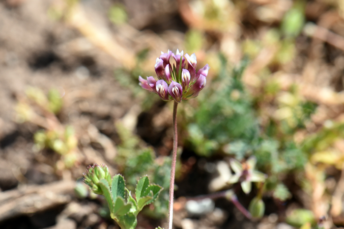 Pinpoint Clover has pink to reddish purple flowers. The flowering stem is an umbel with 3 or more flowers. Trifolium gracilentum Pinpoint Clover has pink to reddish purple flowers. The flowering stem is an umbel with 3 or more flowers. Trifolium gracilentum